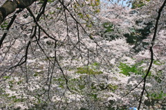 Sakura CHIDORIGAFUCHI_09