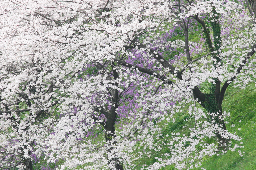 IMG_1518千鳥が淵2
