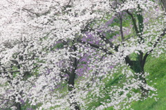 IMG_1518千鳥が淵2