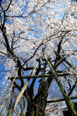 SAKURA TAKAO_3