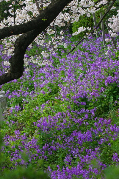 Sakura CHIDORIGAFUCHI_05
