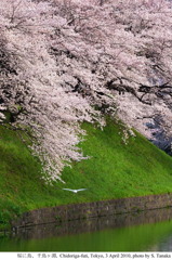 Sakura CHIDORIGAFUCHI_01