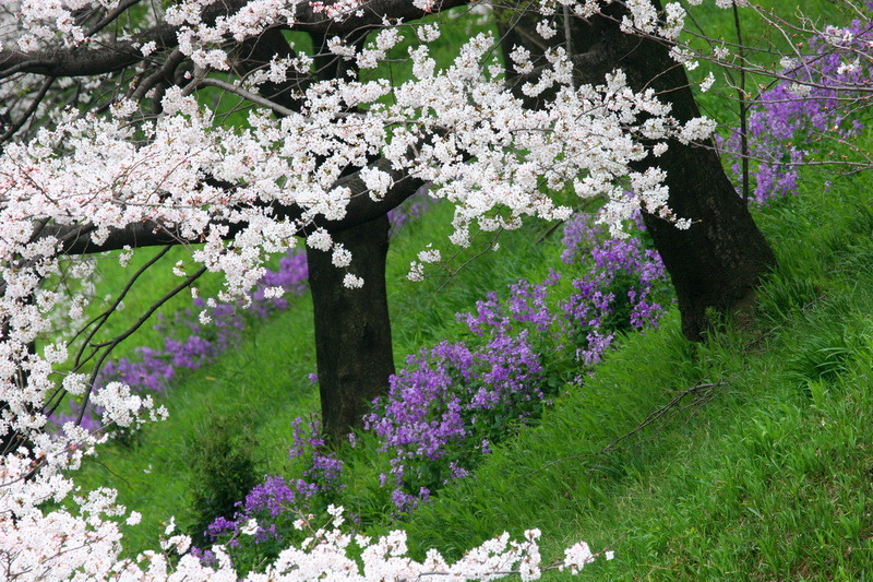 Sakura CHIDORIGAFUCHI_06