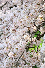 Sakura CHIDORIGAFUCHI_12