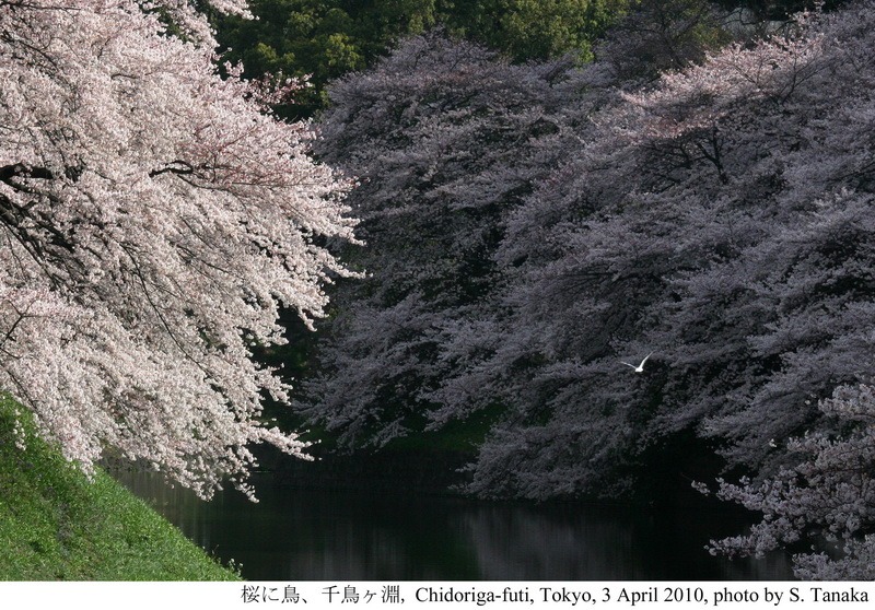 Sakura CHIDORIGAFUCHI_04