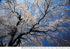 SAKURA TAKAO_6