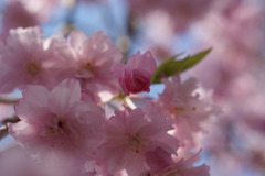 2009年桜