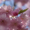 2009年桜