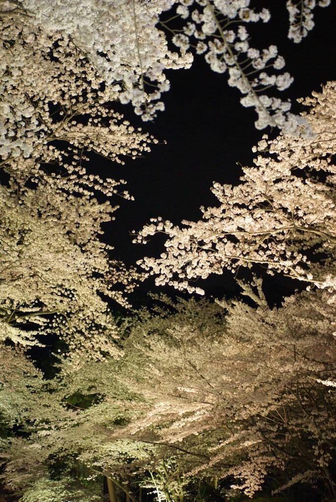 2010年春　夜桜　２