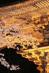 ２０１０年春　夜桜