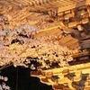 ２０１０年春　夜桜