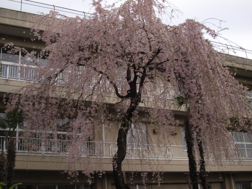 小学校の桜