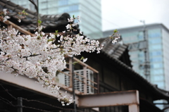 秋葉原