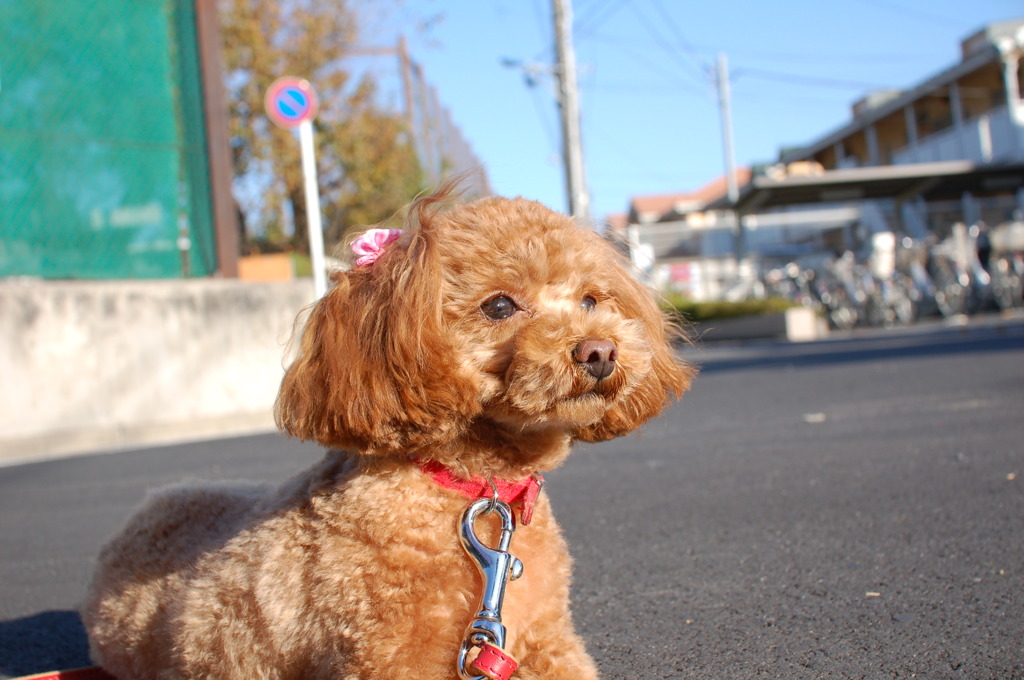 MELODY