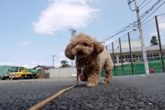 メロディー