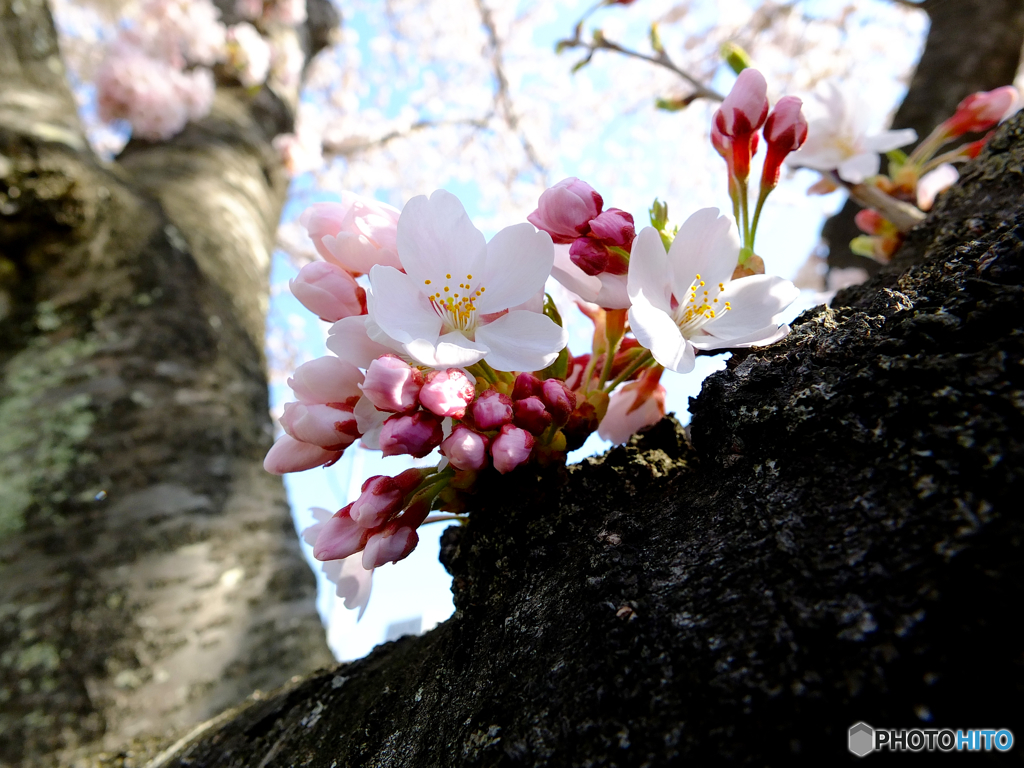 富沢駅前の桜５