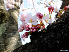 富沢駅前の桜５