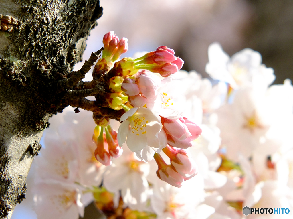 富沢駅前の桜３