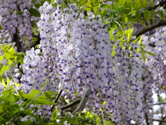 秋保　鴻ノ巣温泉付近　DSCF7788