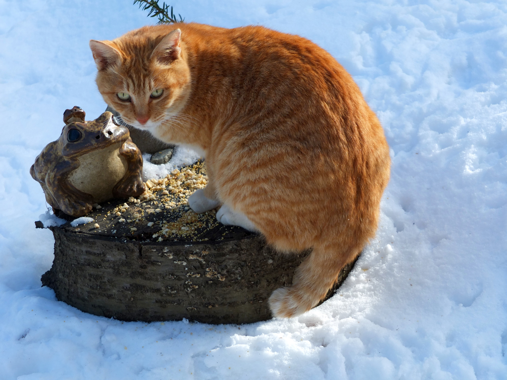 鳥の餌を食べる野良猫 By Nishitaga Id 写真共有サイト Photohito