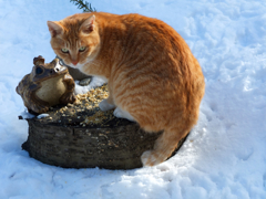 鳥の餌を食べる野良猫