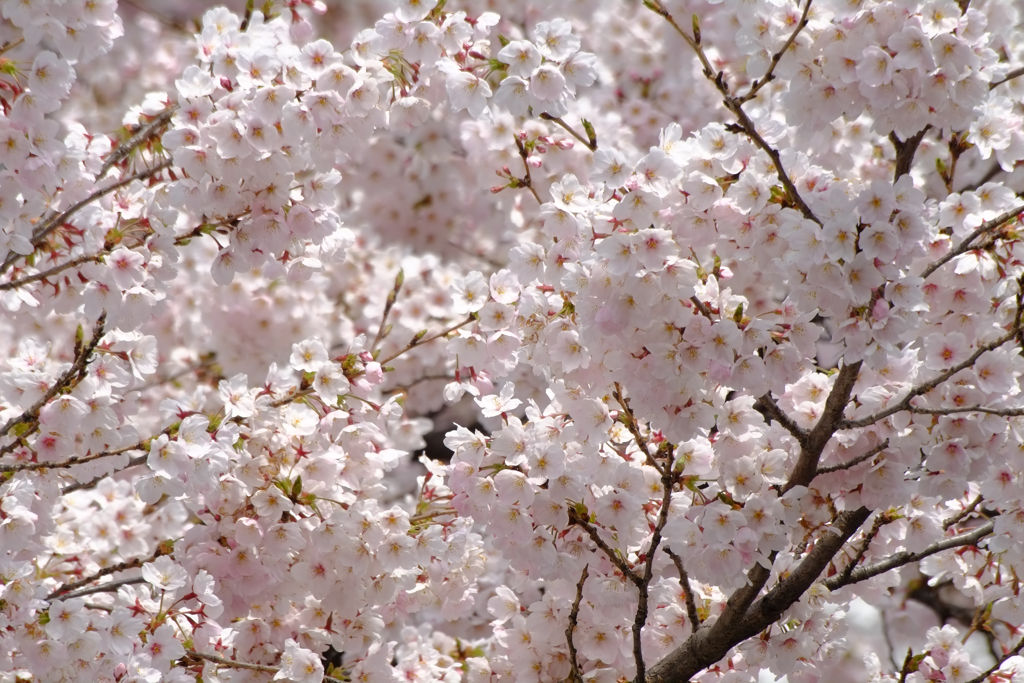 北川医院桜３