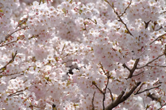 北川医院桜３