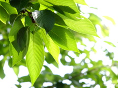 桜の葉　DSCF7831