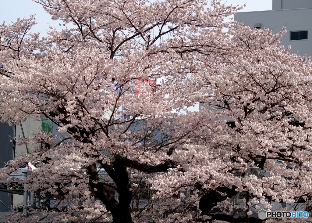 北川医院桜１