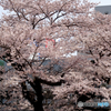 北川医院桜１