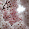 cherry pink Ⅱ