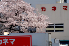 北川医院桜２