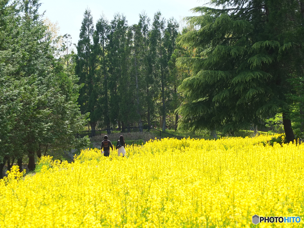 IN YELLOW 