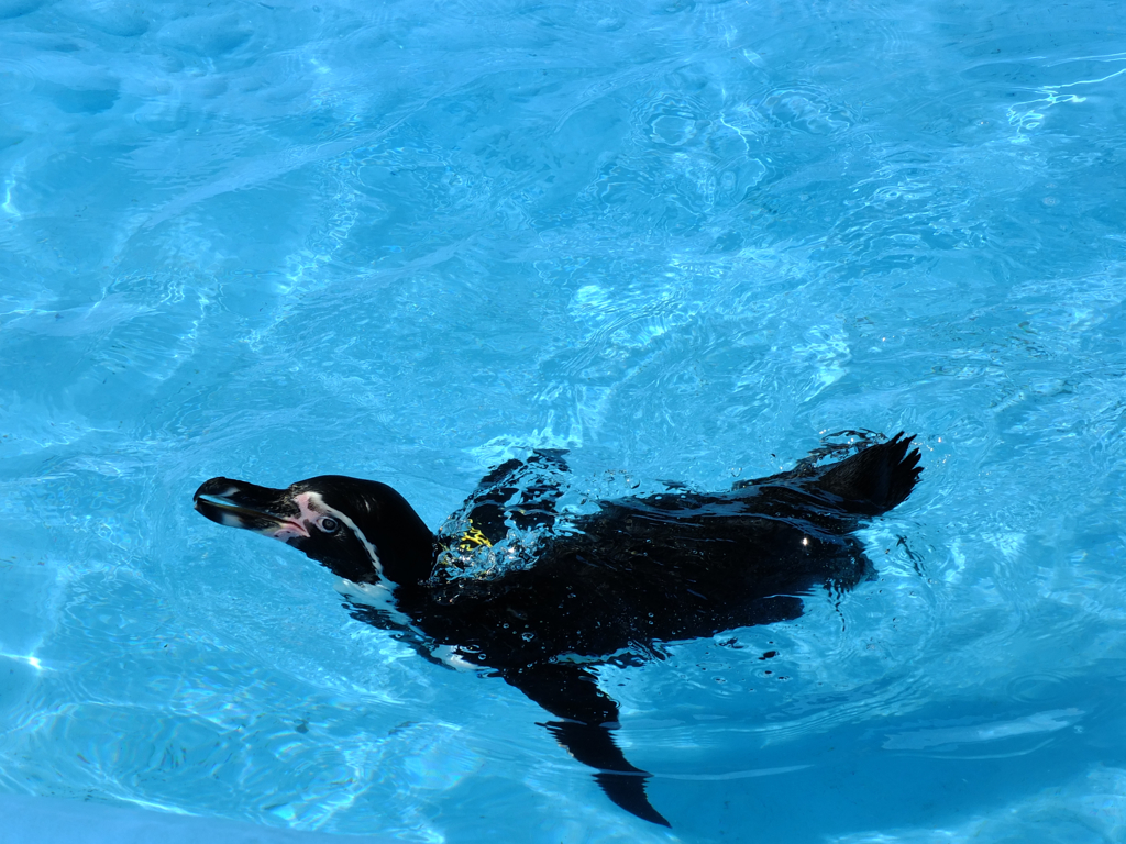 Penguin Blue