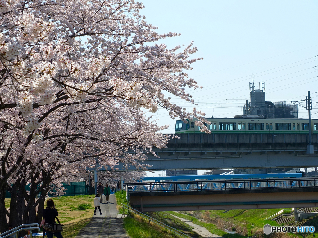 富沢駅前の桜４