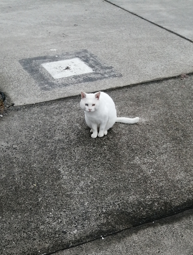 飯子浜の白ニャンコ様