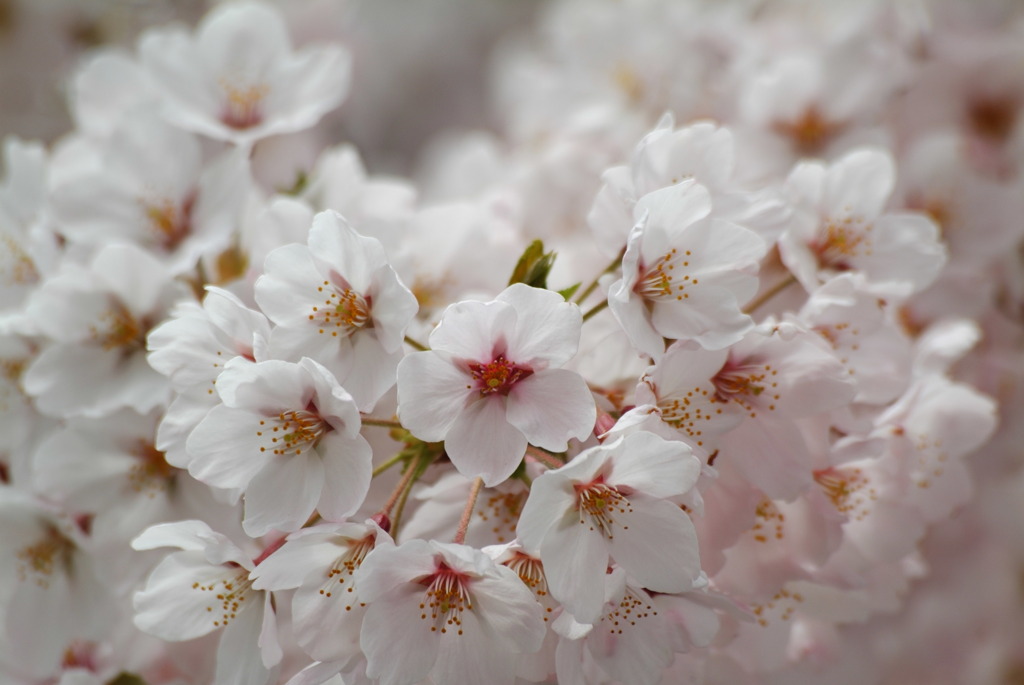 cherry pink
