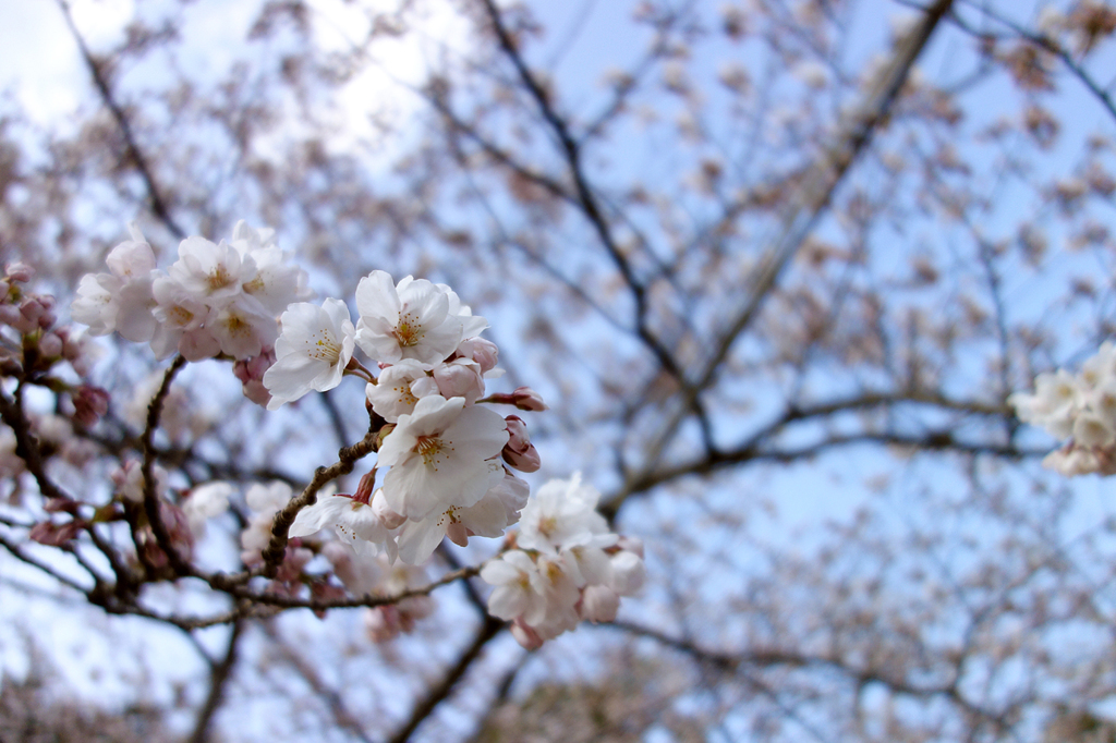 桜