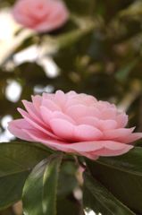 はな