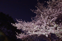 夜桜