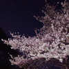 夜桜
