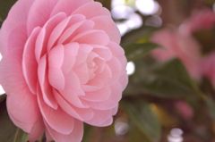 はな