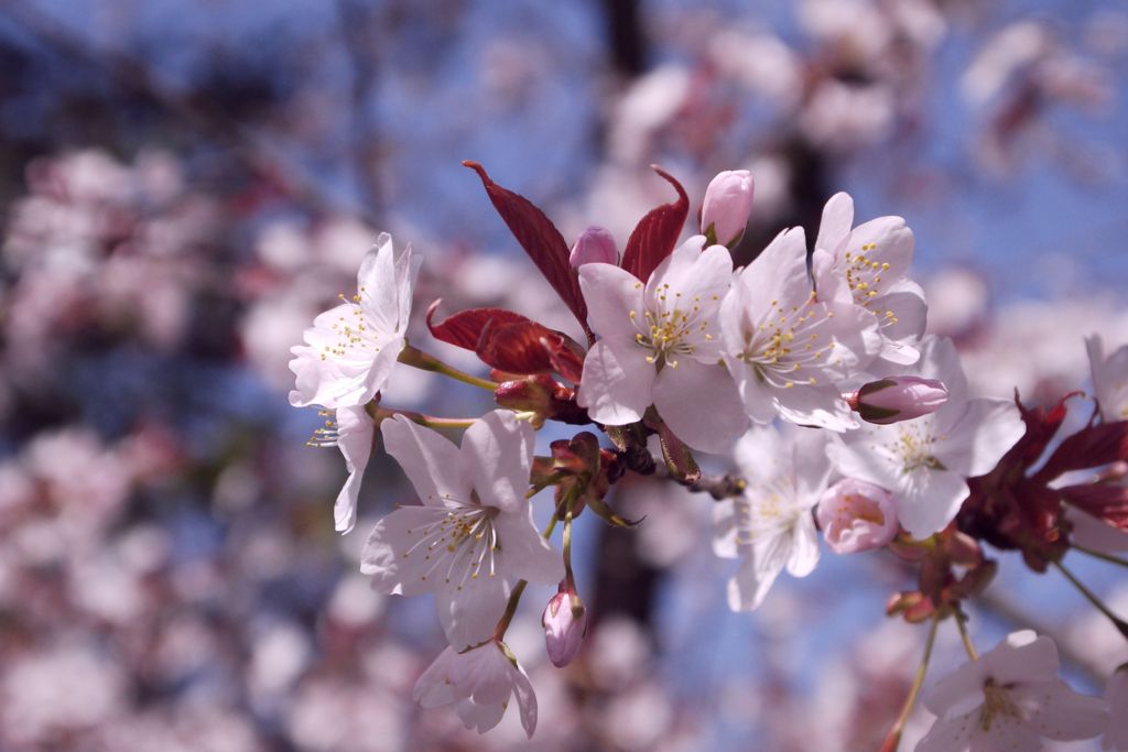 桜