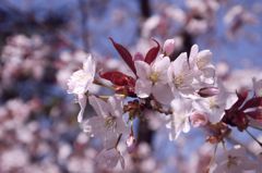桜