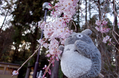 桜とトトロ