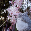 桜とトトロ