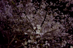 夜桜