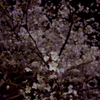 夜桜