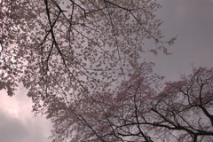 さくらさく6