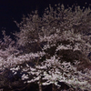 夜桜